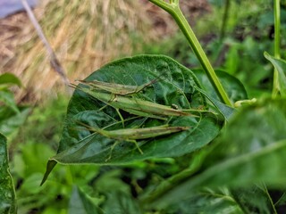 Slender Grasshoppers Resting on a Leaf in Natural Environment