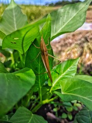 Obraz premium Slender Grasshopper on a Lush Water Spinach Leaf: A Natural Encounter