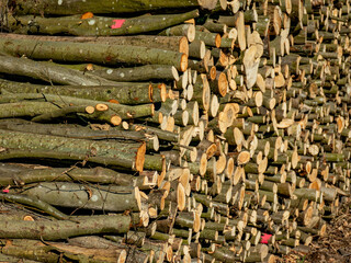 Brennholz lagert auf einer Wiese © focus finder