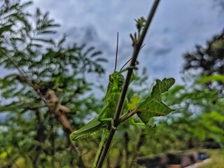 Fototapeta premium Green Grasshopper Perched on a Twig in a Rice Field Landscape