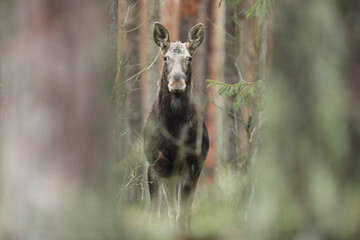  Łoś (Alces alces) moose © Bartosz Rakoczy