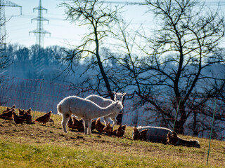 Lamas passen auf freilaufende Hühner auf