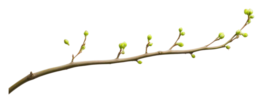 Branch with green buds isolated on transparent background. Nature and growth concept