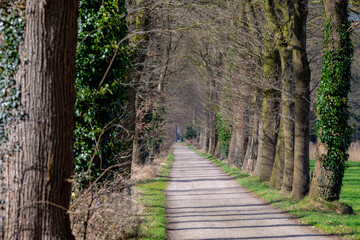 Obraz premium Winter landscape with row of bare tree and trunks in the forest, Natural gravel path in the wood in countryside, Overijssel is a province of the Netherlands located in the eastern part of the country.