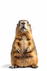 Closeup view of cute groundhog