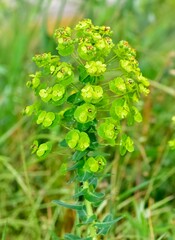 pictures of wild plants, medicinal flowers. photos of spurge flowers.