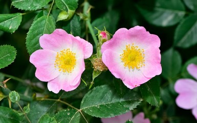 Natural flowers growing in rural areas. rosehip flower photos.