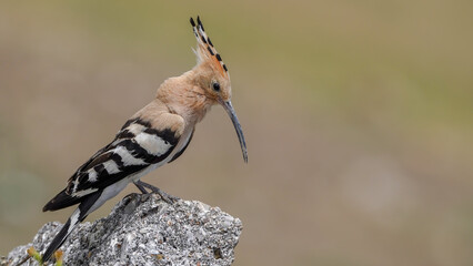 Eurasian Hoopoe bird perching on a rock