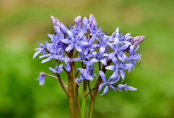 images of wild plants and flowers. forest hyacinth photos.