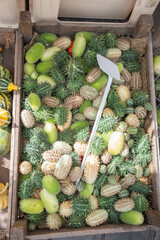 Top view of wooden crate filled with mix of bright green and ripe Cucumis anguria, kakri, green...