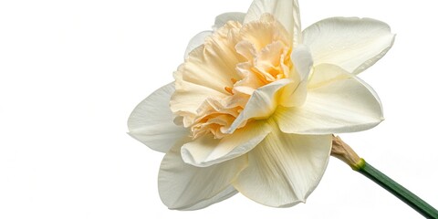 Creamy White Narcissus Close-Up, Spring Flower, Elegant Terry Narcissus, Blooming Narcissus, Beautiful White Flower