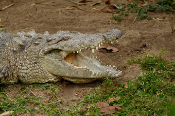 alligator in the everglades