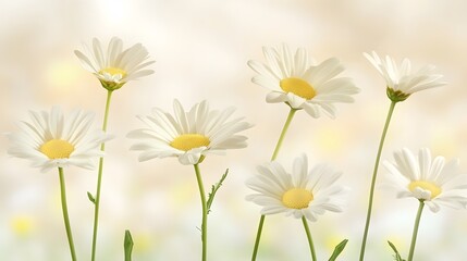 Beautiful White Daisies Blooming in Soft Sunlight