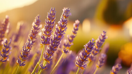 Obraz premium Lavender blooms bathed in golden sunlight sway gently, capturing the essence of a serene summer afternoon in a fragrant, vibrant field.