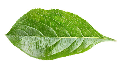 Obraz premium Stunning Close up of a Vibrant Green Leaf with Intricate Natural Patterns and Textures