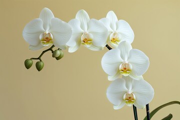 Fototapeta premium Elegant White Orchids on Soft Yellow Background for a Fresh Minimalist Summer Decor