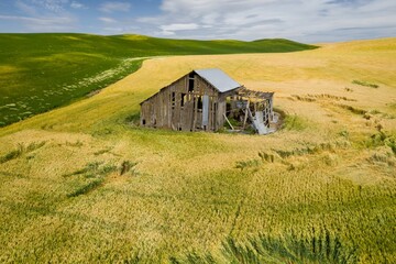 Obraz premium An aerial view shows an abandoned barn in a wheat field in Colfax, the Palouse region of Washington, USA. The barn is dilapidated, and the wheat field is golden and green. 