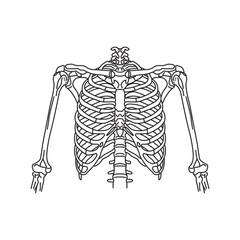 Rib outline vector. Human skeletal system. Anatomy