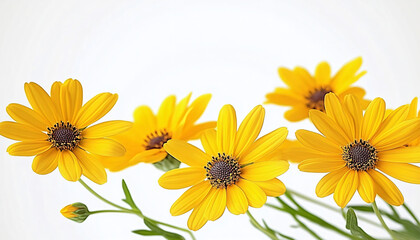 Obraz premium Close-up of vibrant yellow daisy-like flowers on a white background, perfect for spring-themed designs, floral invitations, or cheerful decor.