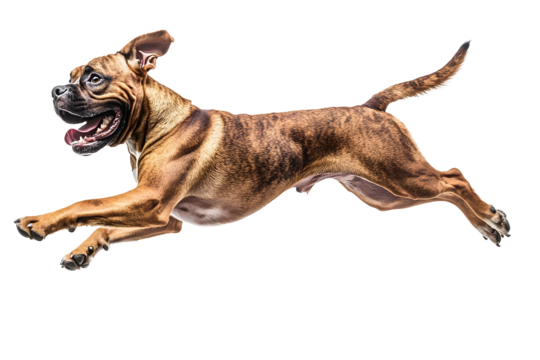 Energetic Dog in Full Stride Outdoor Adventure