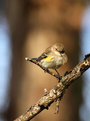 Pine siskin perched on branch against blurry background. 