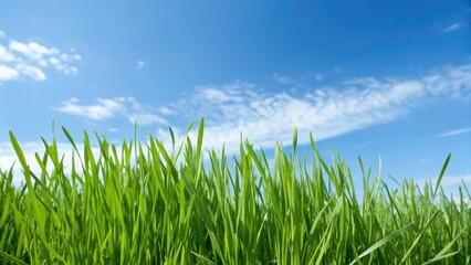 Silhouette Grass Closeup Blue Sky - Nature Photography Background Image