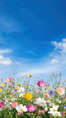 Fototapeta premium Vibrant vertical panorama of wildflower meadow under clear blue sky