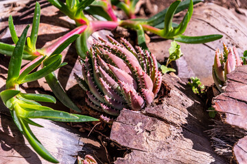 Aloe sp pertenece a la familia Asphodelaceae.