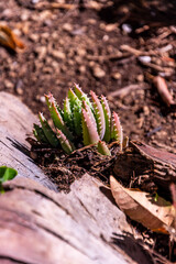 Aloe sp pertenece a la familia Asphodelaceae.