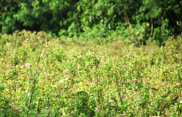 Fototapeta premium selective focus of green grass in the garden, with blurred green grass as background