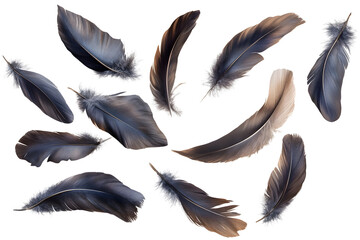 Composition of Delicate Feathers in Minimalist Design