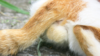Obraz premium close up view of male cat bottom.