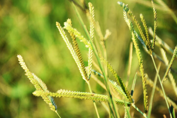 selective focus of green wheat field, with blurred green plants as background