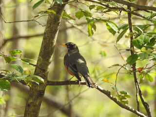 American robin perched on a branch within the woodland forest of the Elizabeth Hartwell Mason Neck National Wildlife Refuge, Fairfax County, Lorton, Virginia.