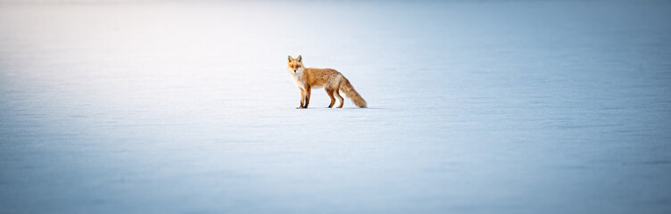 Fototapeta premium A red fox pleading with its eyes