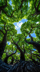 Fototapeta premium Tropical forest canopy, sunlight, nature