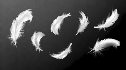 Obraz premium Soft white feathers in motion on clear transparent background. Tranquil - Lake. Illustration