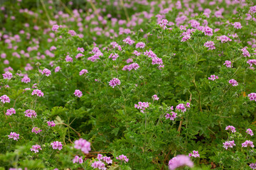 Obraz premium Blooming Geranium plants in their natural habitat in springtime