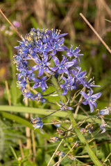 Scilla hyacinthoides empezando a florecer