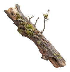 Fototapeta premium Old tree branch with moss and lichen, isolated on white. Nature and texture concept