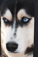 husky dog portrait