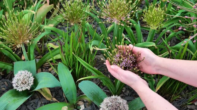 Allium schubertii .Onion flowers.Spring bulbous perennial flowers. Decorative purple fluffy onion in hands close-up in summer garden.