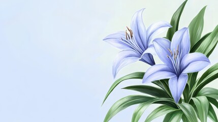 Fototapeta premium Two elegant blue lilies with green leaves on display