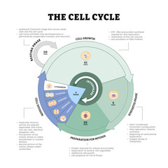 Thee cell cycle diagram process, growth, mitosis, synthesis and division stages, biological phases, DNA replication or splitting vector illustration. Anatomical development
