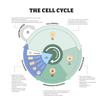 Thee cell cycle diagram process, growth, mitosis, synthesis and division stages, biological phases, DNA replication or splitting vector illustration. Anatomical development