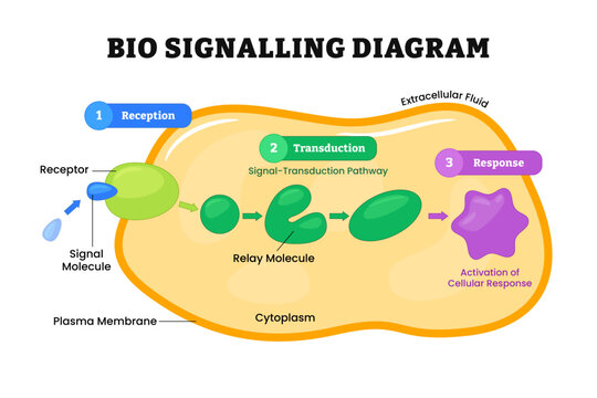 Bio signaling diagram process, Biosignaling or cell signaling, organisms be electrical, mechanical, or chemical, labeled receptor, molecule, reception, transduction, response. Vector illustration