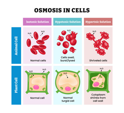 Osmosis in plant and animal cell, Water moves into and out of cells, labeled isotonic, hypotonic, hypertonic solution. Cell Swells, burst or lysed, shriveled cells, turgid, shrinks cytoplasm cell wall
