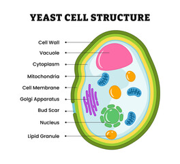 Yeast cell structure anatomy, educational diagram poster design. single-celled fungi, labeled cell wall, vacuole, cytoplasm, mitochondria, membrane, golgi apparatus, bud scar, nucleus, lipid granule.