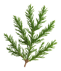 Fototapeta premium Sprig of green pine against black background, close-up. Nature and botanical concept