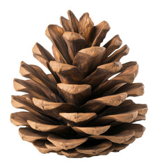 Close up of large brown pine cone on transparent background. Nature and forestry concept